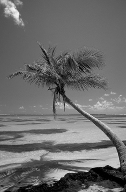  
design+print+laminate: gray palm ocean front
